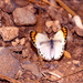 Desert Orange Tip - Photo (c) pedro requena diaz, some rights reserved (CC BY-NC-ND)