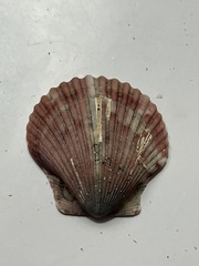 Argopecten