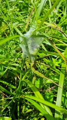 Dolomedes