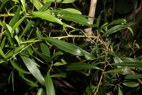 Image of Myrsine angusta by (c) Greg Tasney, some rights reserved (CC BY-SA)
