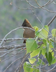 Pseudoseisura lophotes