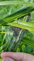 Dolomedes