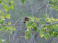 Pseudoseisura lophotes