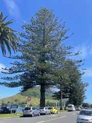 Araucaria heterophylla