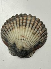 Argopecten