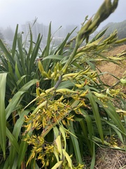Phormium
