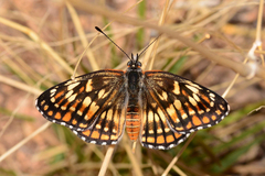 Chlosyne coronado coronado