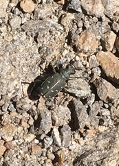 Cicindela oregona oregona