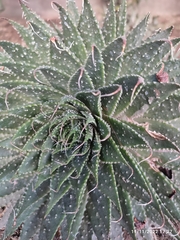 Aristaloe