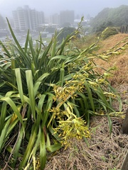 Phormium