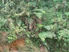 Lophosoria quadripinnata