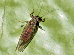 Psyllinae