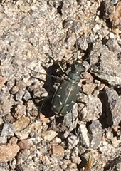 Cicindela oregona oregona