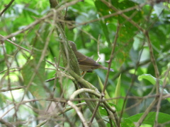 Sporophila frontalis