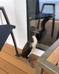 Leucocarbo bougainvillii