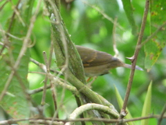 Sporophila frontalis