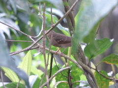 Sporophila frontalis