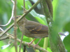 Sporophila frontalis