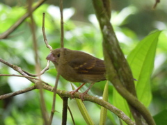 Sporophila frontalis