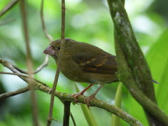 Sporophila frontalis