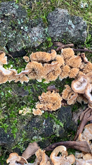 Cerrena zonata