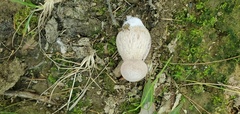 Agaricomycetidae