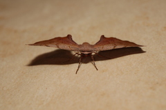 Parepisparis multicolora