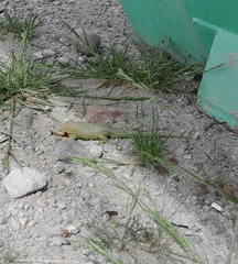 Liolaemus fitzingerii