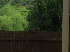 Momotus aequatorialis