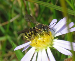 Dianthidium