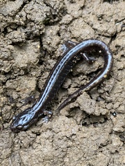 Plethodon