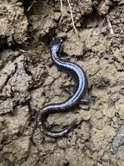 Plethodon