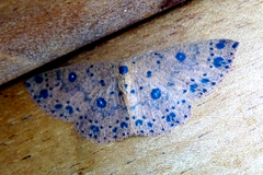Cyclophora