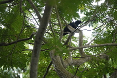 Eudynamys scolopaceus