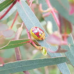 Paropsisterna gloriosa