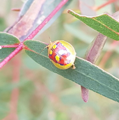 Paropsisterna gloriosa