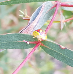 Paropsisterna gloriosa