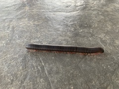 Narceus americanus