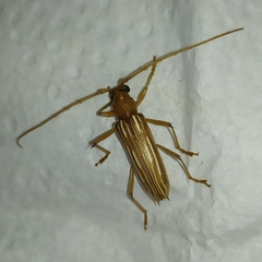 Eburodacrys dubitata