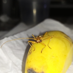 Eburodacrys dubitata