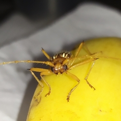 Eburodacrys dubitata