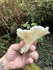 Pleurocybella porrigens