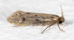 Tinea pellionella