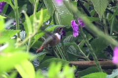 Selasphorus scintilla