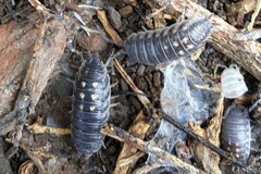 Porcellio ornatus