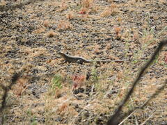 Callopistes maculatus