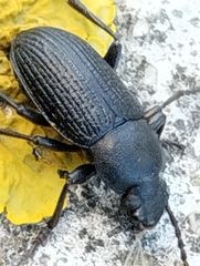 Tenebrio molitor