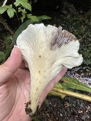 Pleurocybella porrigens