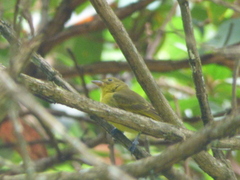 Hemithraupis flavicollis