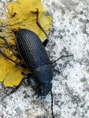 Tenebrio molitor